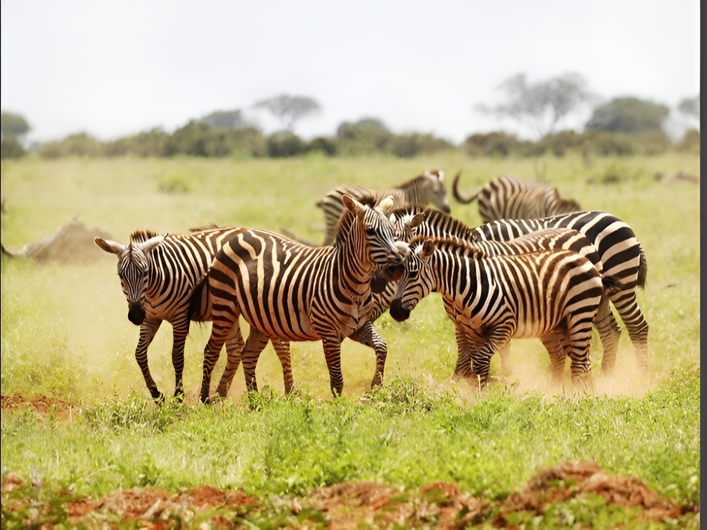 Game drive vehicle in the Mara