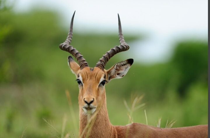 Mara River crossing