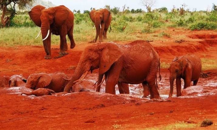Satao Camp accommodation