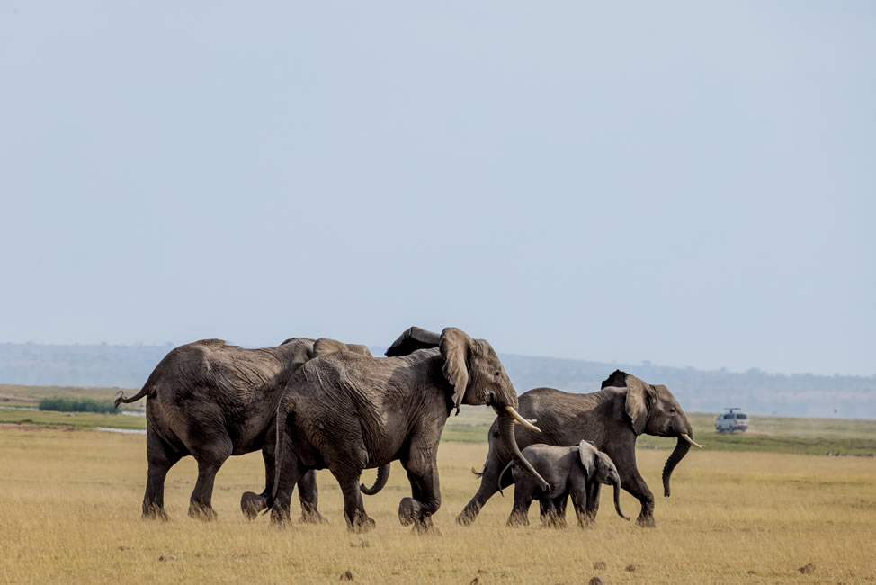 Game drive vehicle in Amboseli
