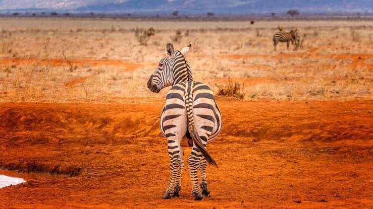 Tsavo combo