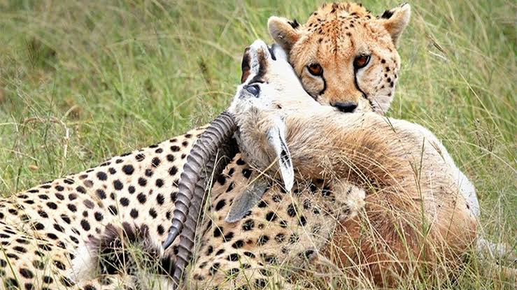 Tsavo from Watamu