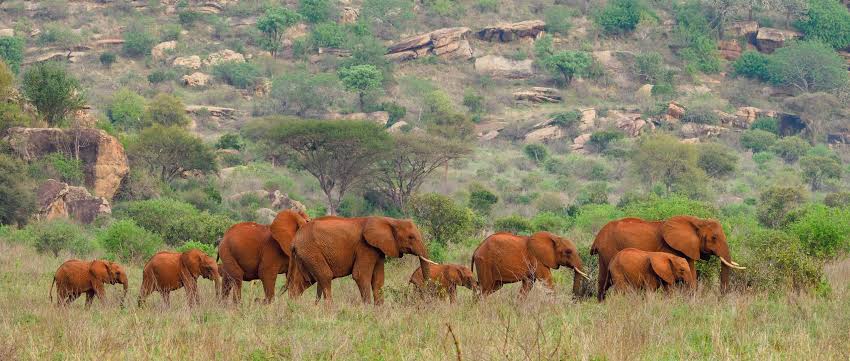 Red elephants in Tsavo East